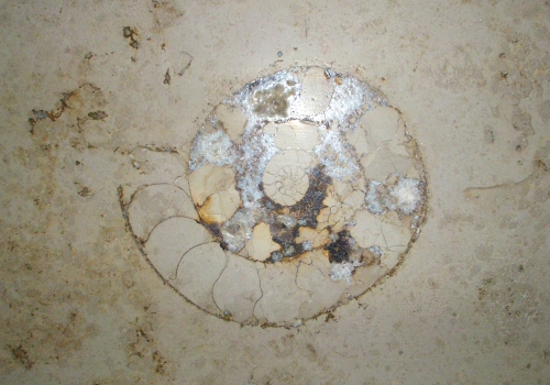 Ammonit Versteinerung