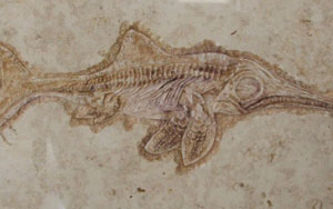 Urfisch Relief