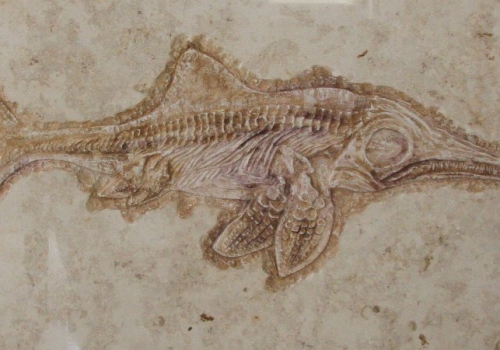 Urfisch Relief